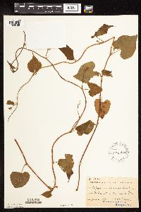 Fallopia cilinodis image