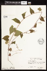 Fallopia cilinodis image