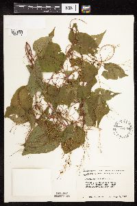 Fallopia cilinodis image
