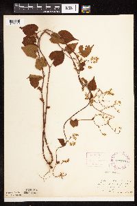 Fallopia cilinodis image