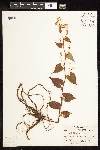 Fallopia cilinodis image