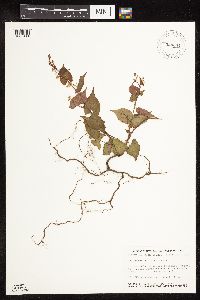 Fallopia cilinodis image