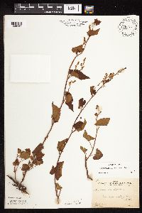 Fallopia cilinodis image