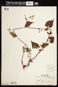 Fallopia cilinodis image