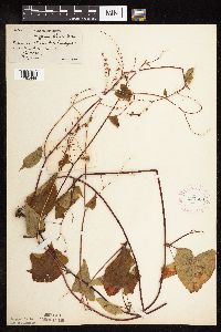 Fallopia cilinodis image
