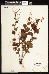 Fallopia cilinodis image