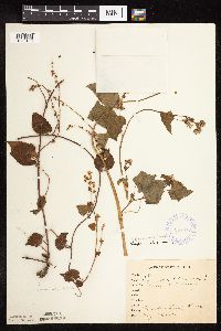 Fallopia cilinodis image