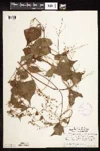 Fallopia cilinodis image
