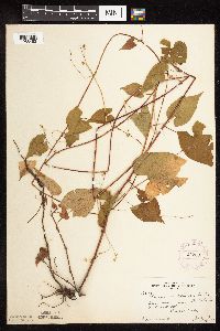 Fallopia cilinodis image
