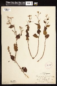 Fallopia cilinodis image