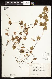 Fallopia cilinodis image