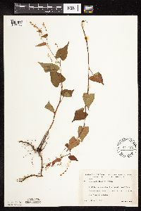 Fallopia cilinodis image