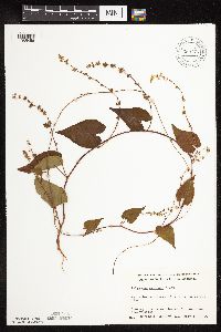 Fallopia cilinodis image