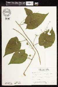 Fallopia cilinodis image