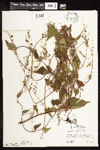 Fallopia cilinodis image