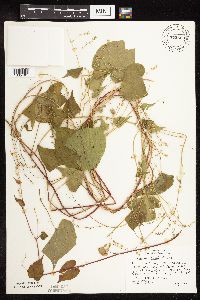 Fallopia cilinodis image