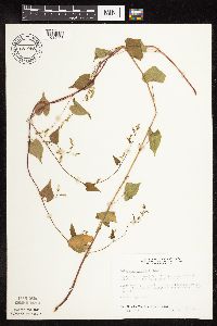 Fallopia cilinodis image
