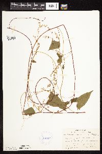 Fallopia cilinodis image