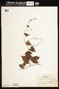 Fallopia cilinodis image