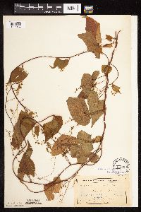 Fallopia cilinodis image