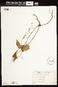 Fallopia cilinodis image