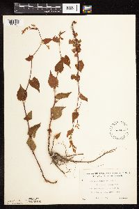 Fallopia cilinodis image