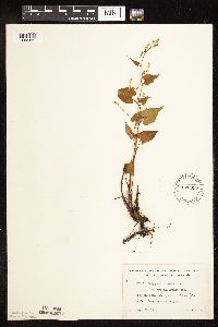 Fallopia cilinodis image