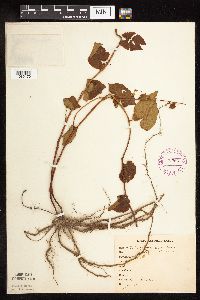 Fallopia cilinodis image