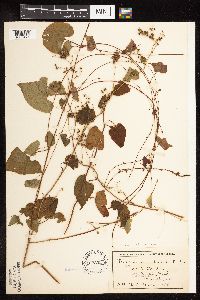 Fallopia cilinodis image