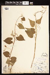 Fallopia cilinodis image
