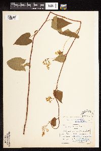 Fallopia cilinodis image