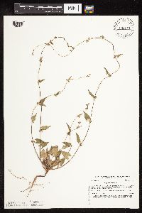 Fallopia convolvulus image