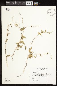 Fallopia convolvulus image