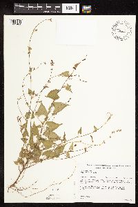 Fallopia convolvulus image