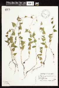 Fallopia convolvulus image