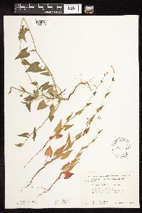 Fallopia convolvulus image