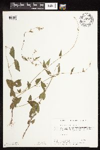 Fallopia convolvulus image