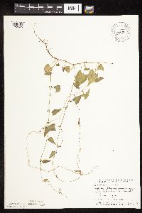 Fallopia convolvulus image