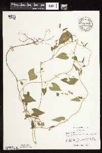 Fallopia convolvulus image