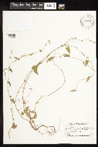 Fallopia convolvulus image