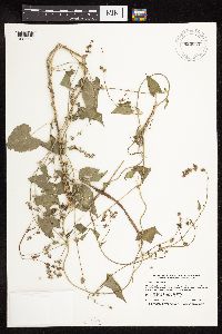 Fallopia convolvulus image