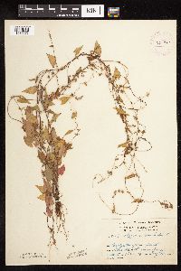 Fallopia convolvulus image