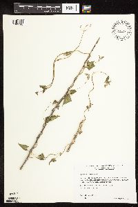 Fallopia convolvulus image