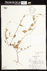 Fallopia convolvulus image