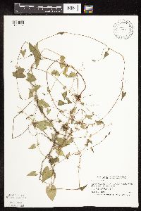 Fallopia convolvulus image