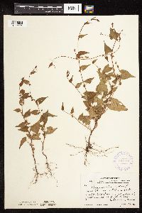 Fallopia convolvulus image