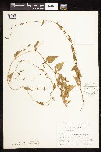 Fallopia convolvulus image