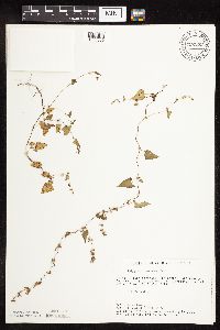 Fallopia convolvulus image