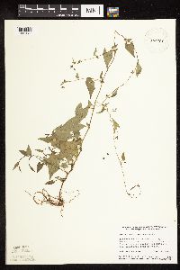 Fallopia convolvulus image