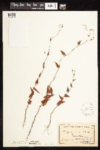 Fallopia convolvulus image